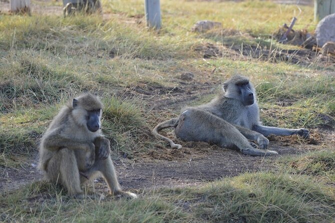Masai Mara classic safari with optional Masai Village - Hot air balloon: the big-ticket add-on, plus when to consider it