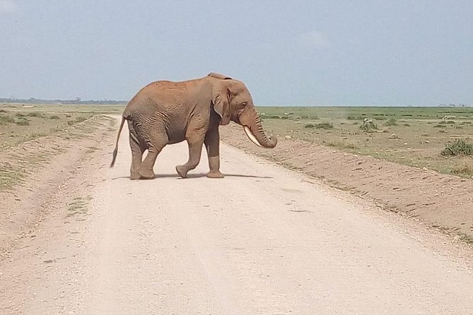 Masai Mara Full Day Tour from Nairobi, Naivasha or Nakuru - Why a Masai Mara full day from Nairobi can be a smart use of time