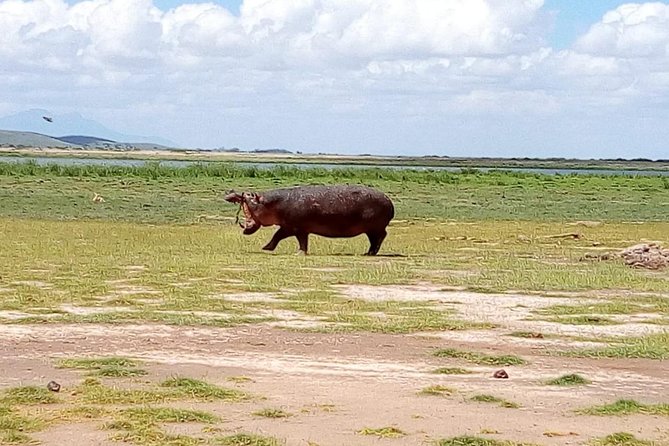 Masai Mara Full Day Tour from Nairobi, Naivasha or Nakuru - Park access, van comfort, and the value behind $380