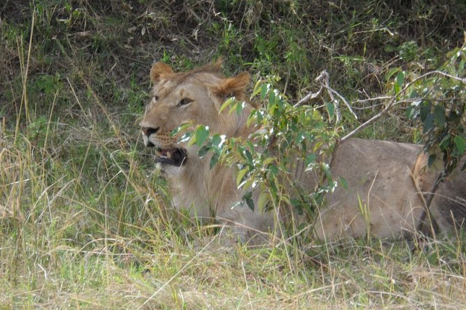 Masai Mara Full Day Tour from Nairobi, Naivasha or Nakuru - Game drive reality: how your Big Five odds play out in one day