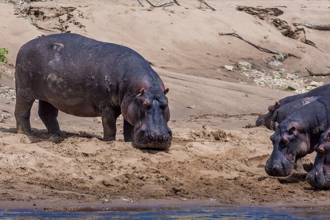 Masai Mara Game Drive - From Nairobi to the reserve: your transfer day, in real life terms