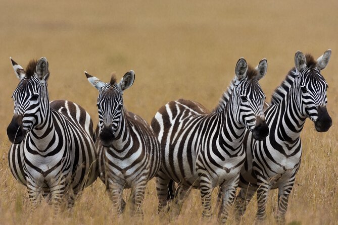 Masai Mara Game Drive - Wildlife odds in the Mara: Big Five plus the rest of the show