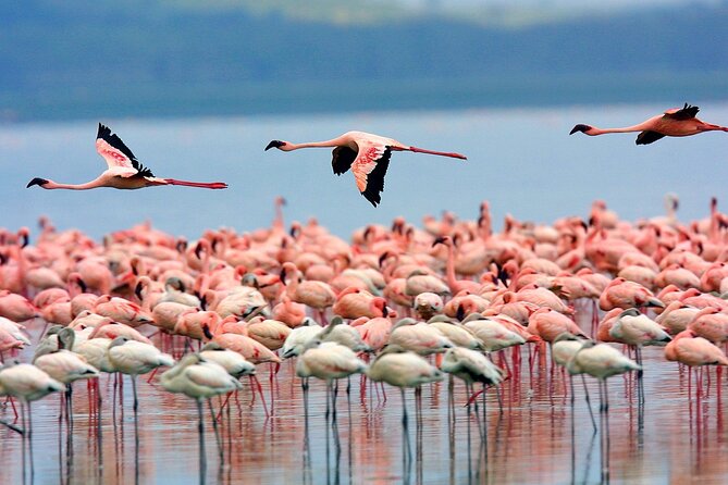 Masai Mara Game Drive - How the meals shape your safari days