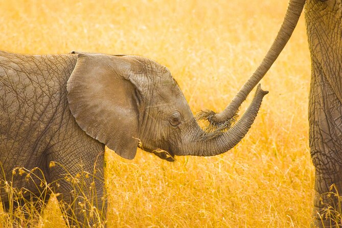 Masai Mara Game Drive - Lodge base and the non-AC tradeoff