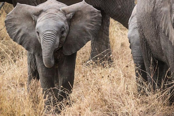 Masai Mara Game Reserve Safari Tour, 4 Days 3 Nights - Getting to the Reserve: Nairobi, a Rift Valley Stop, Then Game Viewing