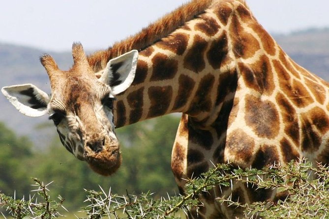 Masai Mara Game Reserve Safari Tour, 4 Days 3 Nights - Day 3: Full-Day or Two-Shift Drives for Better Odds
