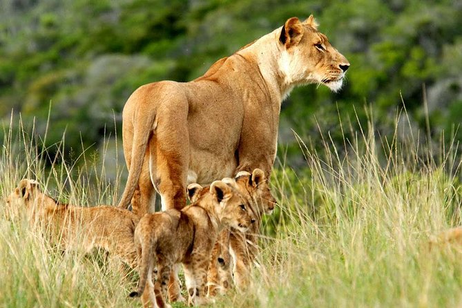 Masai Mara & Lake Nakuru Safari tour: 4-Day Kenya Adventure - The Value Promise, and the Reality Check