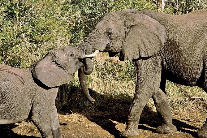 Masai Mara & Lake Nakuru Safari tour: 4-Day Kenya Adventure - Maasai Culture Option in Maasai Mara: A Village Visit Add-On You Can Choose