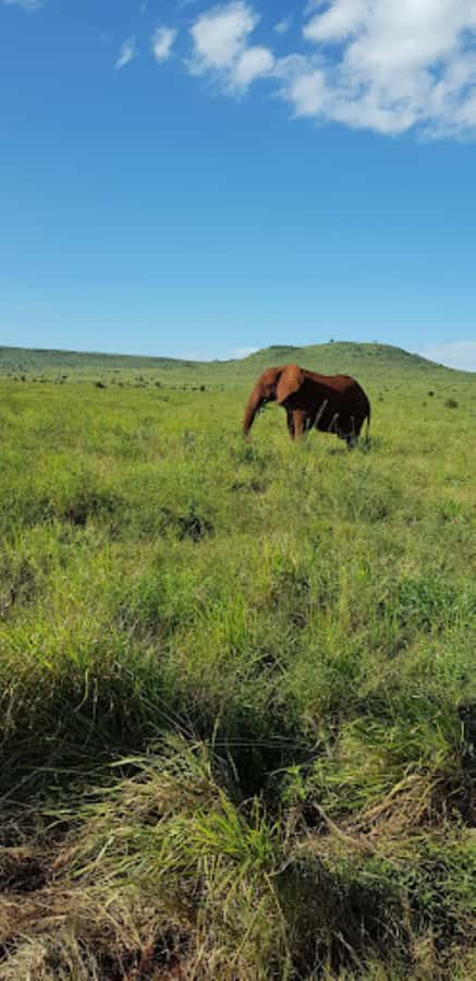 Mombasa: 2-Day Safari to Taita Hills Game Sanctuary - Day 2: Early Morning Drive, Then Game Time on the Way Back