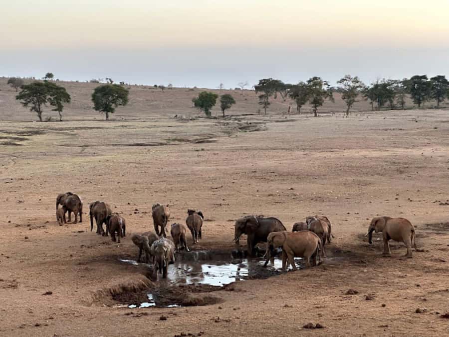 Mombasa: 2-Day Safari to Taita Hills Game Sanctuary - Wildlife Odds Here: Lions, the Water-Hole Circle, and Big Five Reality Checks