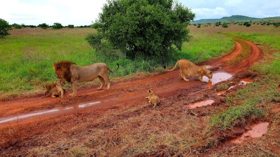 Mombasa: 2-Day Safari to Taita Hills Game Sanctuary - Practical Tips Before You Go: ID, No Alcohol, and What to Pack