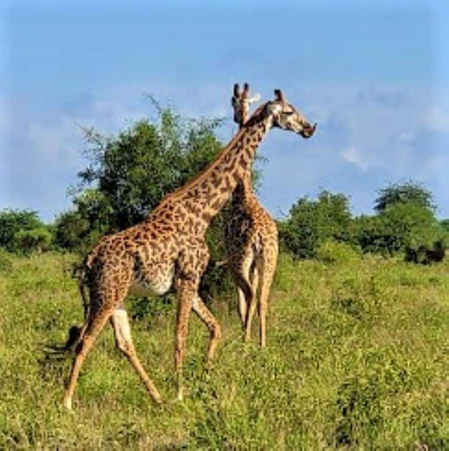 Mombasa: 2-Day Safari to Taita Hills Game Sanctuary - Salt Lick Lodge: The Water-Hole Hotel With a Safari Brain
