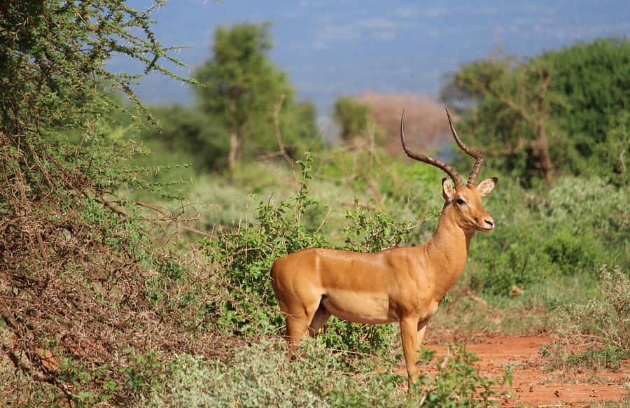 Mombasa: 3-Days 2-Nights Tsavo East and West Private Safari. - Mzima Springs and the rhino sanctuary, why these stops matter
