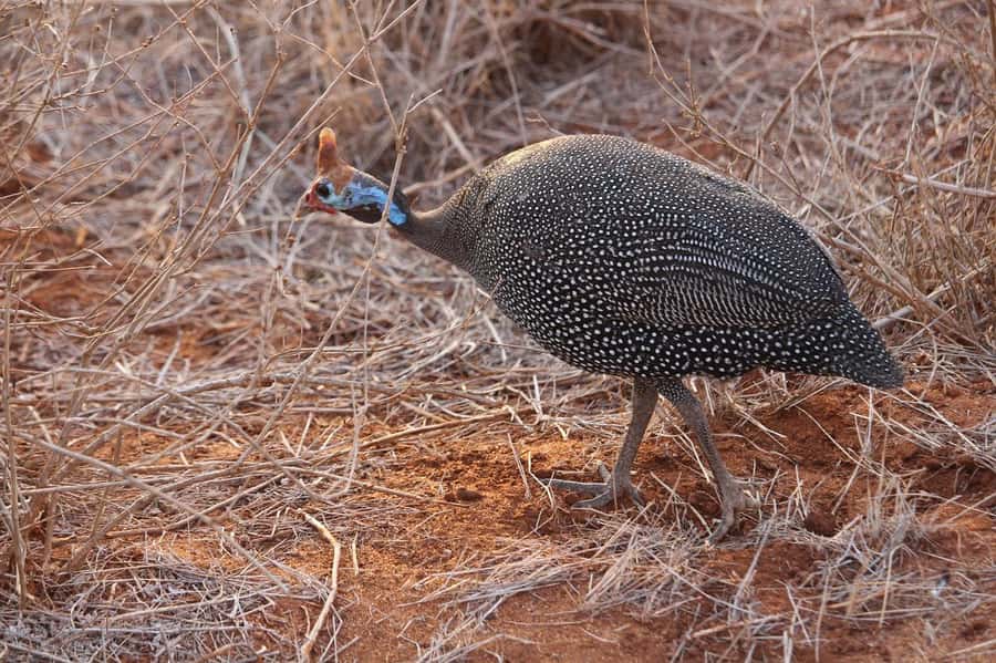 Mombasa: 3-Days 2-Nights Tsavo East and West Private Safari. - Lodges inside the parks, what comfort looks like on safari time