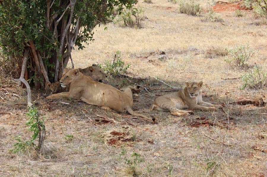 Mombasa: 3-Days 2-Nights Tsavo East and West Private Safari. - Price and value: what $990 per person covers, and what it does not
