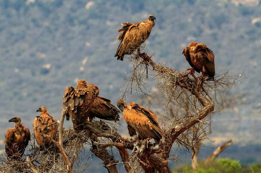 Mombasa: 3-Days 2-Nights Tsavo East and West Private Safari. - Your guide matters, and you should ask about language