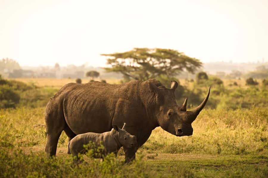 Mombasa: 3-Days 2-Nights Tsavo East and West Private Safari. - Day 1: From the coast into Tsavo West, rhinos and first big-drive chances