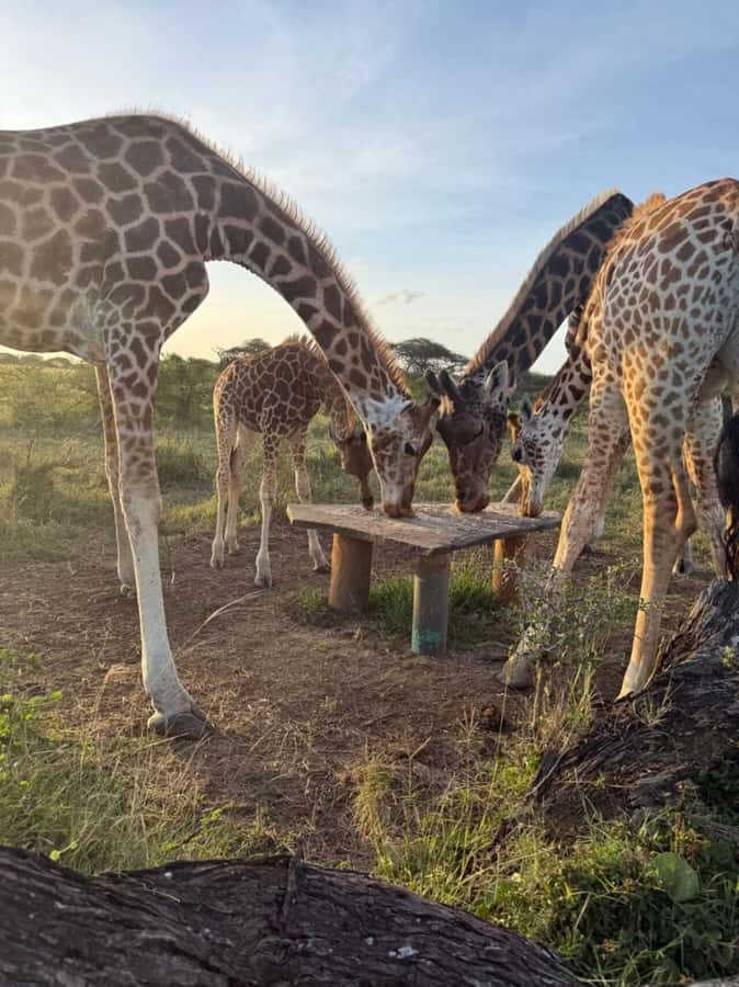 Mombasa Cultural & Wildlife Experience - The School Visit in the Mtwapa Area: A Good Start If You Are There on the Right Day