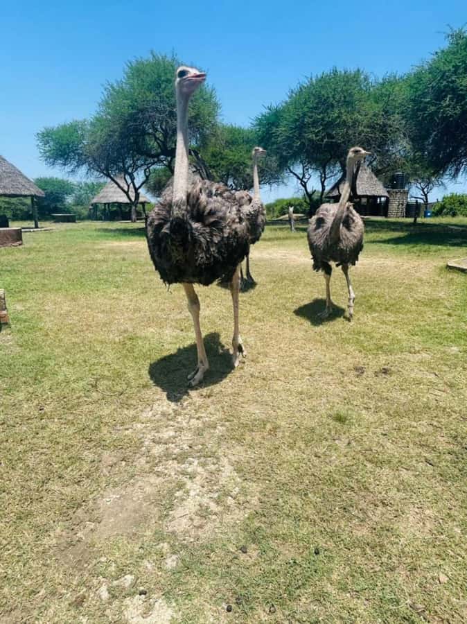 Mombasa Cultural & Wildlife Experience - The Dance and the Coast Food Moment: Where Participation Changes the Mood