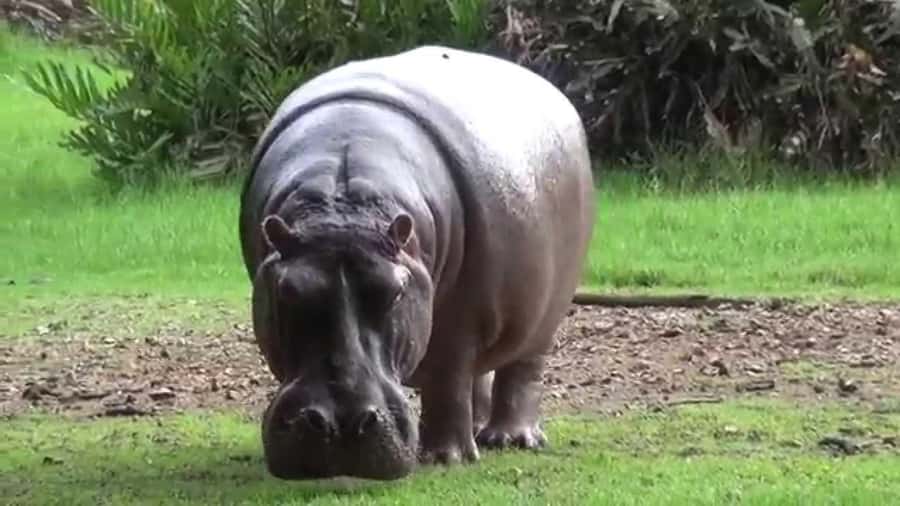 Mombasa: Discovery Day Tour and Haller Park - Key highlights at a glance