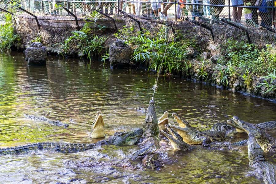 Mombasa: Discovery Day Tour and Haller Park - A great first-day combo in Mombasa: history plus reforested wildlife