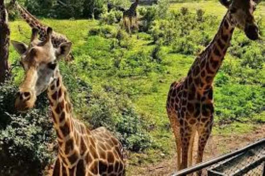 Mombasa: Discovery Day Tour and Haller Park - Old Town walk in the lanes: mosques, balconies, spices, markets, and a Hindu temple