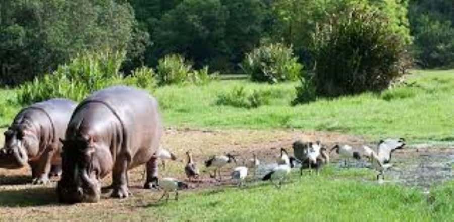 Mombasa: Discovery Day Tour and Haller Park - Moi Avenue Elephant Tusks and Akamba woodcarvers you can watch working