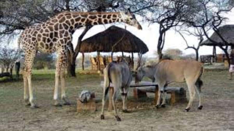 Mombasa: Discovery Day Tour and Haller Park - Haller Park: Dr. Rene Haller’s reforested quarry-to-wildlife sanctuary