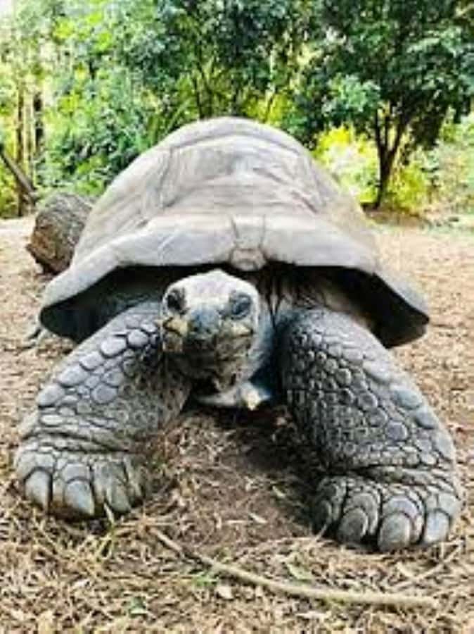 Mombasa: Discovery Day Tour and Haller Park - What I’d do in the park: slow down for the platforms and the plant detail