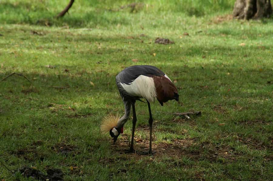 Mombasa: Discovery Day Tour and Haller Park - How pickup and a 10-hour private day keeps things from dragging