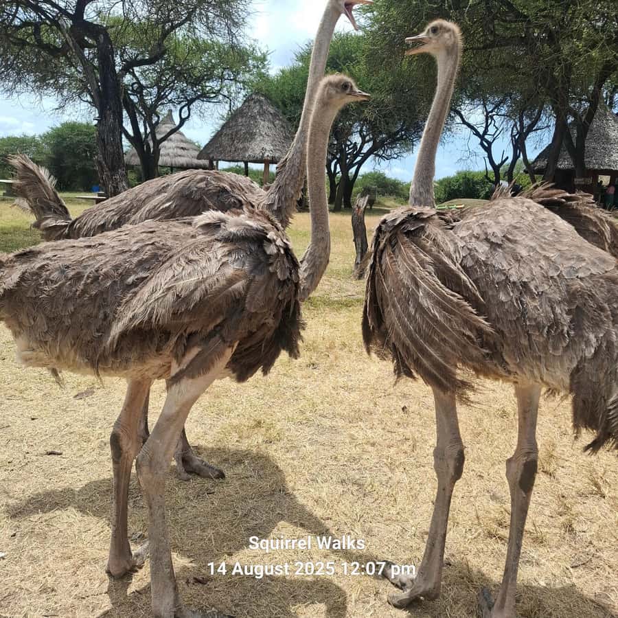 MOMBASA:FortJesus,OldCity,GiraffeOstrich,Oryx,Eland,WildTour - Why Fort Jesus plus Nguuni works so well in one day