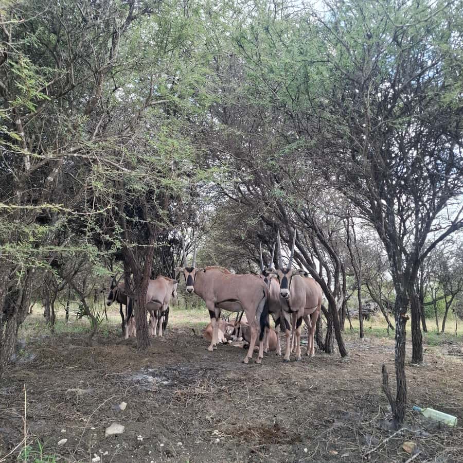MOMBASA:FortJesus,OldCity,GiraffeOstrich,Oryx,Eland,WildTour - Nguuni Nature Sanctuary: a close wildlife walk in a restored quarry