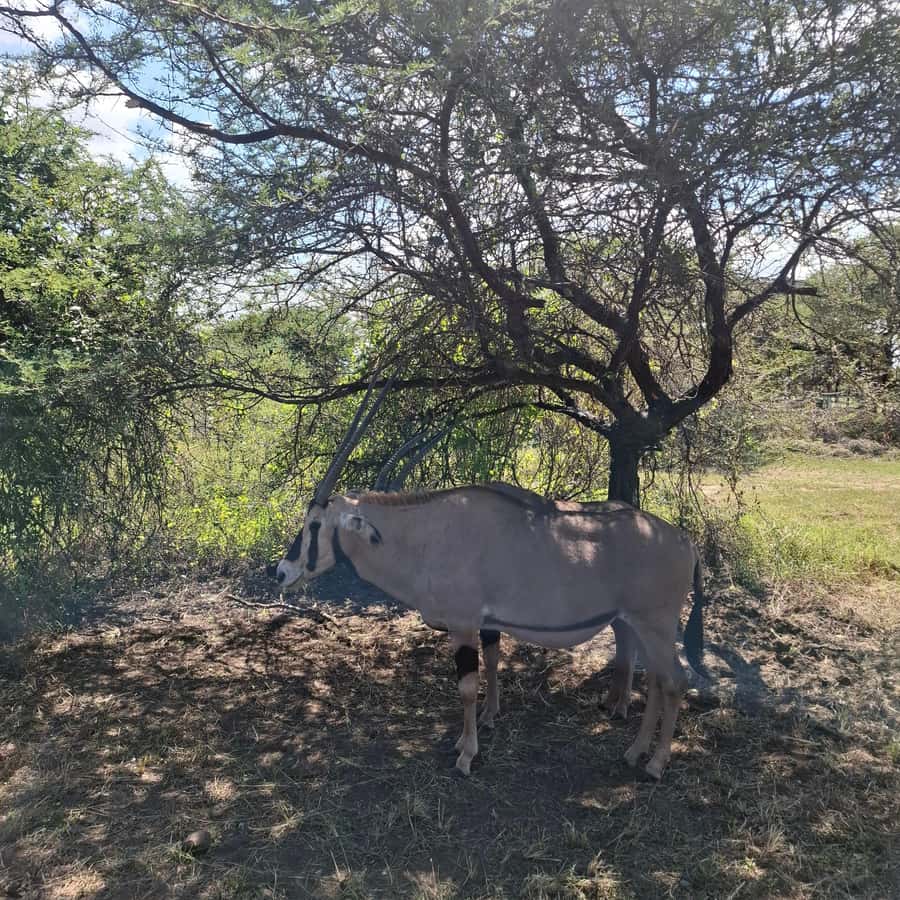 MOMBASA:FortJesus,OldCity,GiraffeOstrich,Oryx,Eland,WildTour - Who this tour suits best
