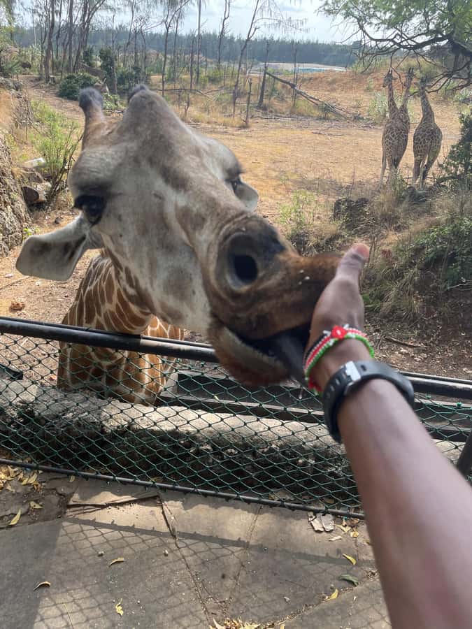 Mombasa Full Day City tour & Haller Park - Tour pacing and who it fits best