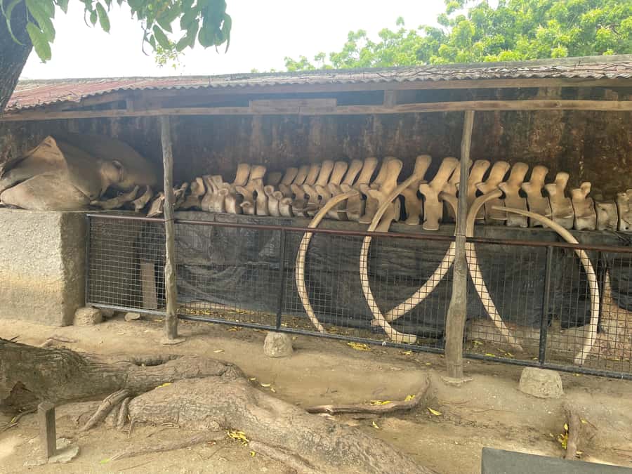 Mombasa Full Day City tour & Haller Park - Fort Jesus: the Portuguese walls behind the spice trade
