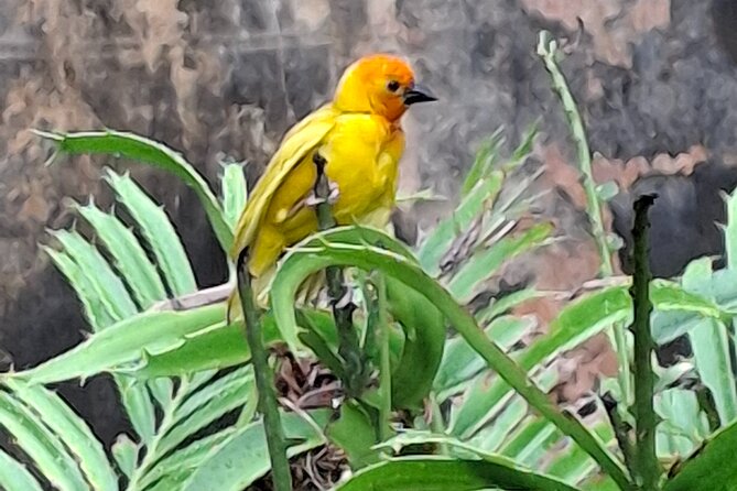 Mombasa Getaway with Haller Park Tours - Fort Jesus Museum: the main historical payoff