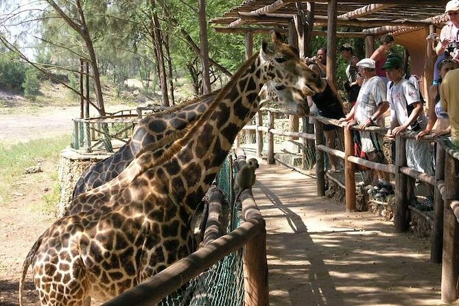 Mombasa Getaway with Haller Park Tours - Price and value: what $120 is really buying you