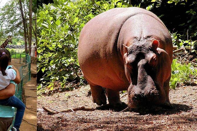 Mombasa Getaway with Haller Park Tours - Comfort, timing, and how not to feel rushed