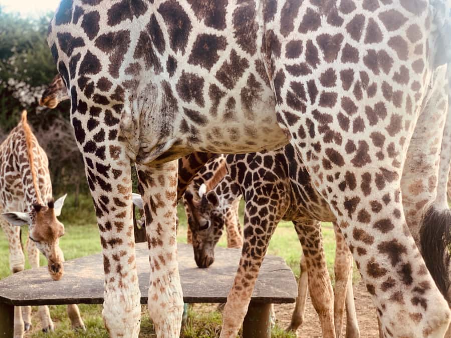 Mombasa: Guided Nature Walk Amongst Giraffes - Key things to know about the Mombasa giraffe walk