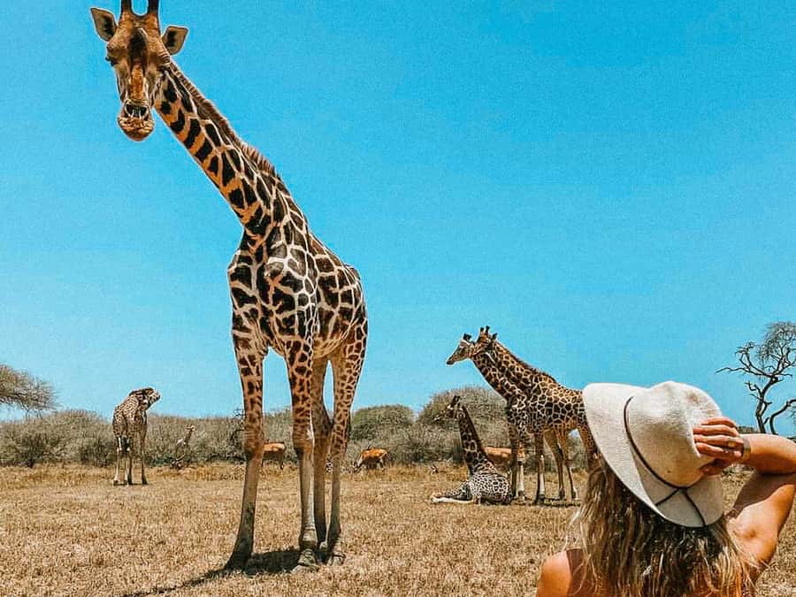 Mombasa: Guided Nature Walk Amongst Giraffes - The guided walk at your pace: what happens once you start