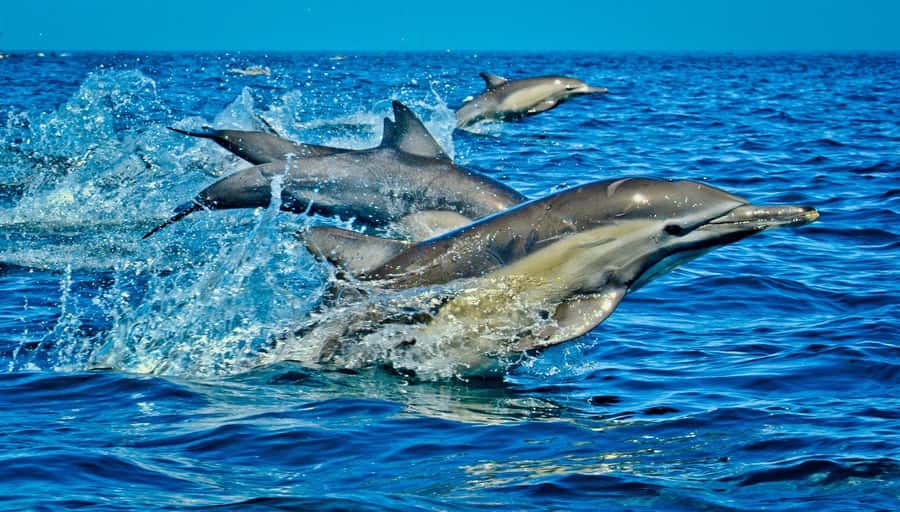 Mombasa: Kisite Park Private Cruise with Breakfast and Lunch - Price and Value: What Your $163 Actually Buys