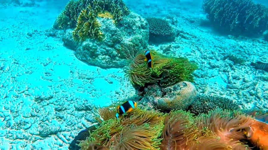 Mombasa: Kisite Park Private Cruise with Breakfast and Lunch - Wasini Island Lunch and Coral Garden Walk