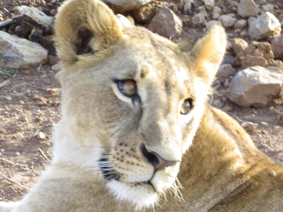 Mombasa: Tsavo East National Park Day Trip with Lunch - Key highlights to know before you go