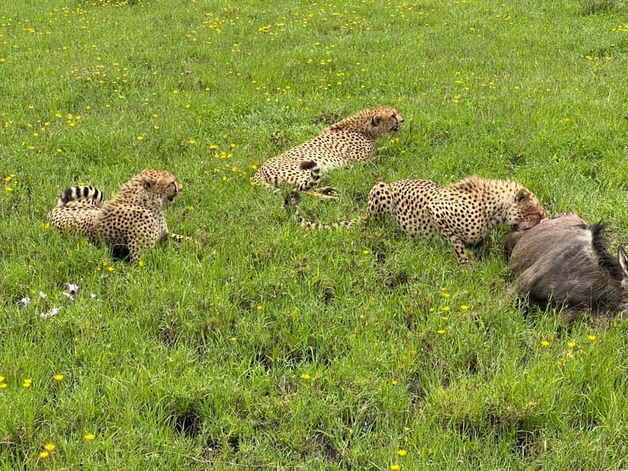 Mombasa: Tsavo East National Park Day Trip with Lunch - The Yatta Plateau: why the long lava flow matters on your route