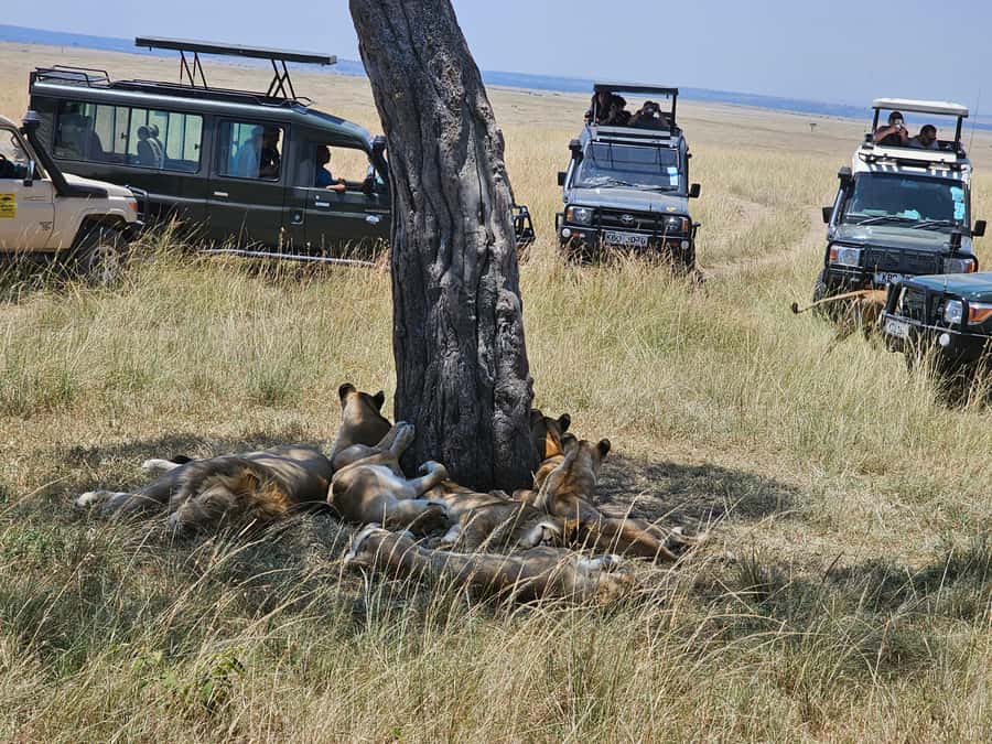 Mombasa: Tsavo East National Park Day Trip with Lunch - Lunch inside camp lodges: what’s included, and what to confirm