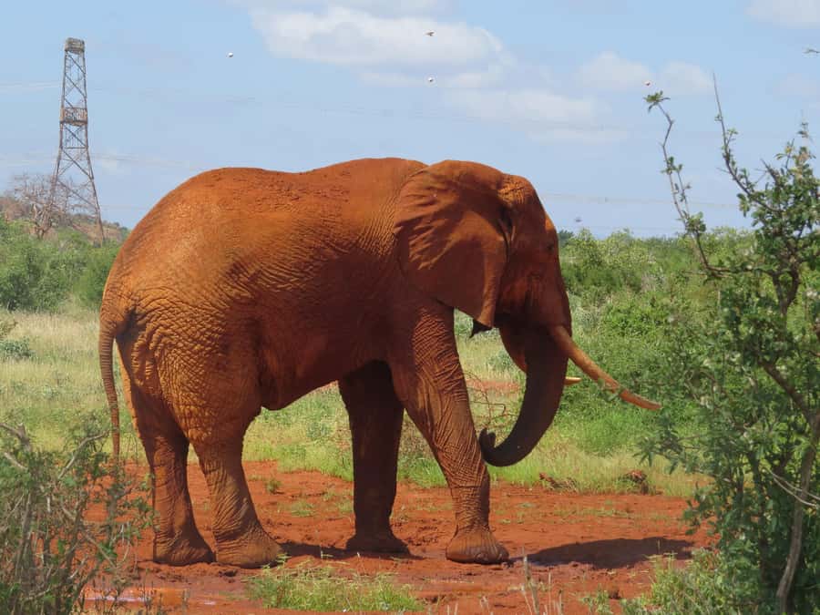 Mombasa: Tsavo East National Park Day Trip with Lunch - The guide and the vehicle: where your safari day can swing