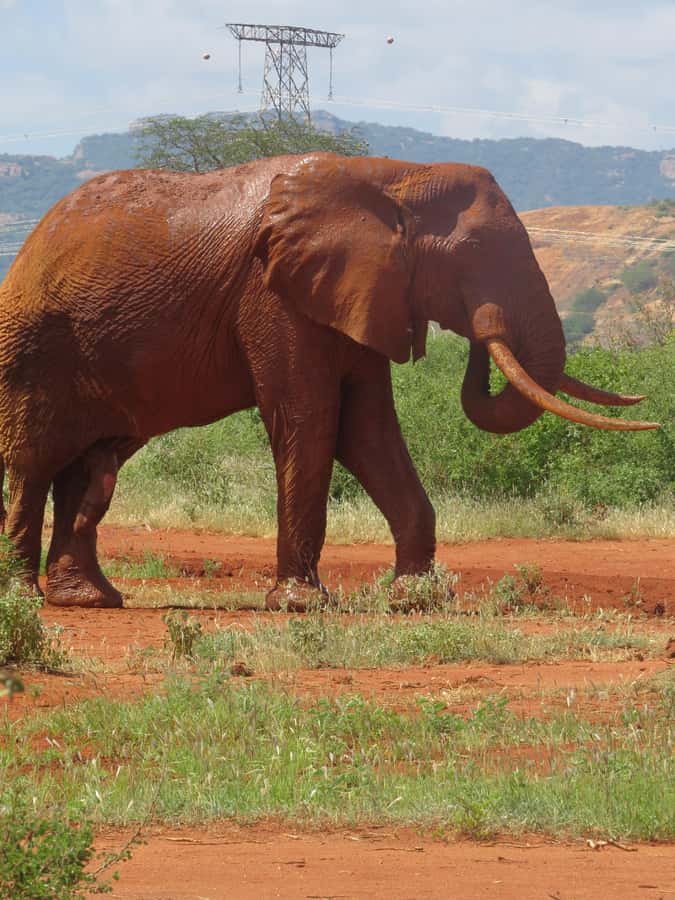 Mombasa: Tsavo East National Park Day Trip with Lunch - Who should book this Tsavo East day trip, and who should skip it
