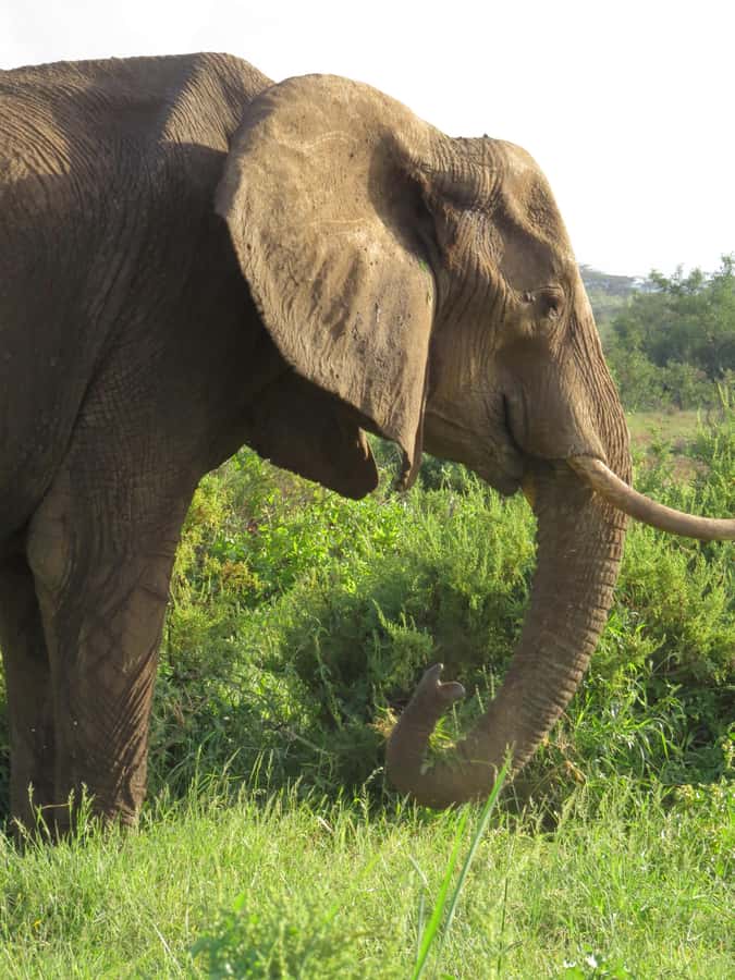 Mombasa: Tsavo East National Park Day Trip with Lunch - Should you book? My honest take