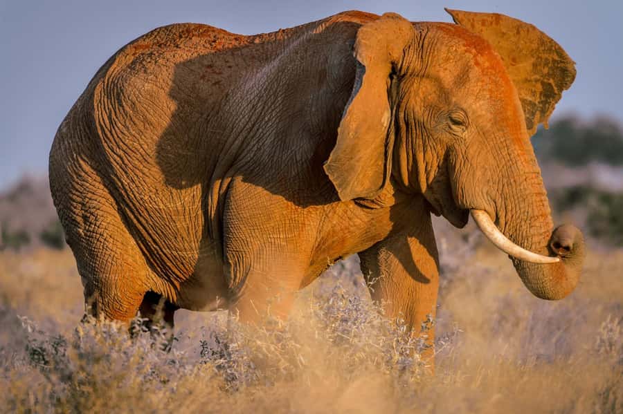 Mombasa: Tsavo East Ngutuni Sanctuary Overnight Safari - Pickup Timing From Mombasa, Diani, Watamu, Malindi, and Kilifi (And Why It Matters)