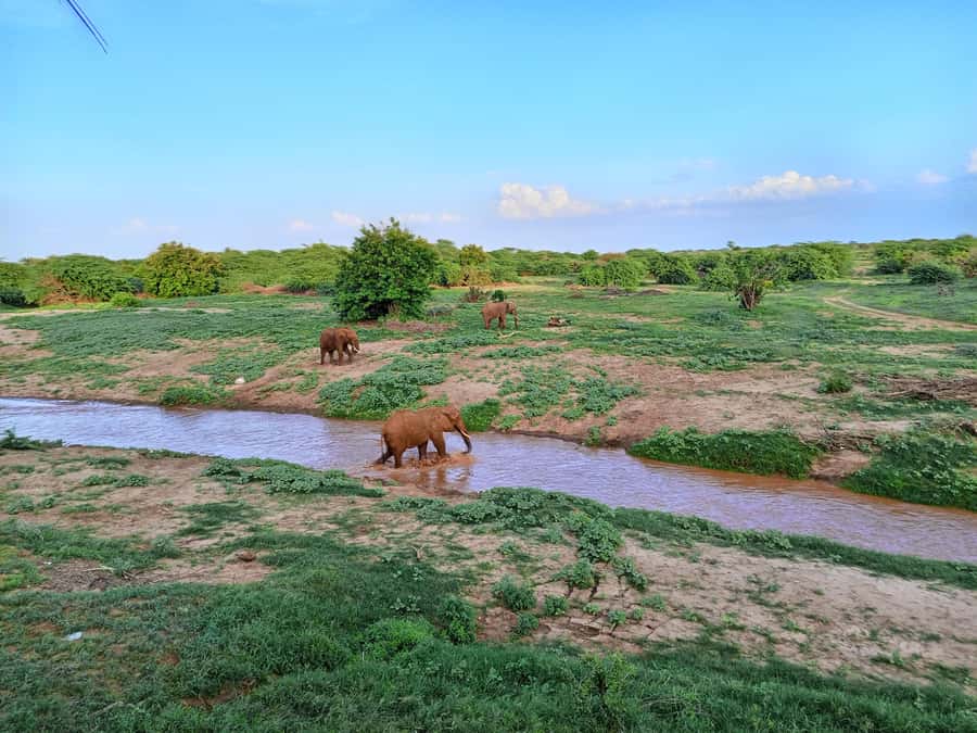 Mombasa: Tsavo East Ngutuni Sanctuary Overnight Safari - Game Drive Day 1: Arrival, a First Drive, and a Second Safari Push